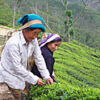 Immortal Lychee Rose Tea - Image 3