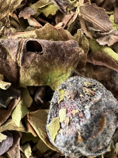 White Blueberry Tea loose-leaf White tea retail/wholesale from Quite The Stir in PA